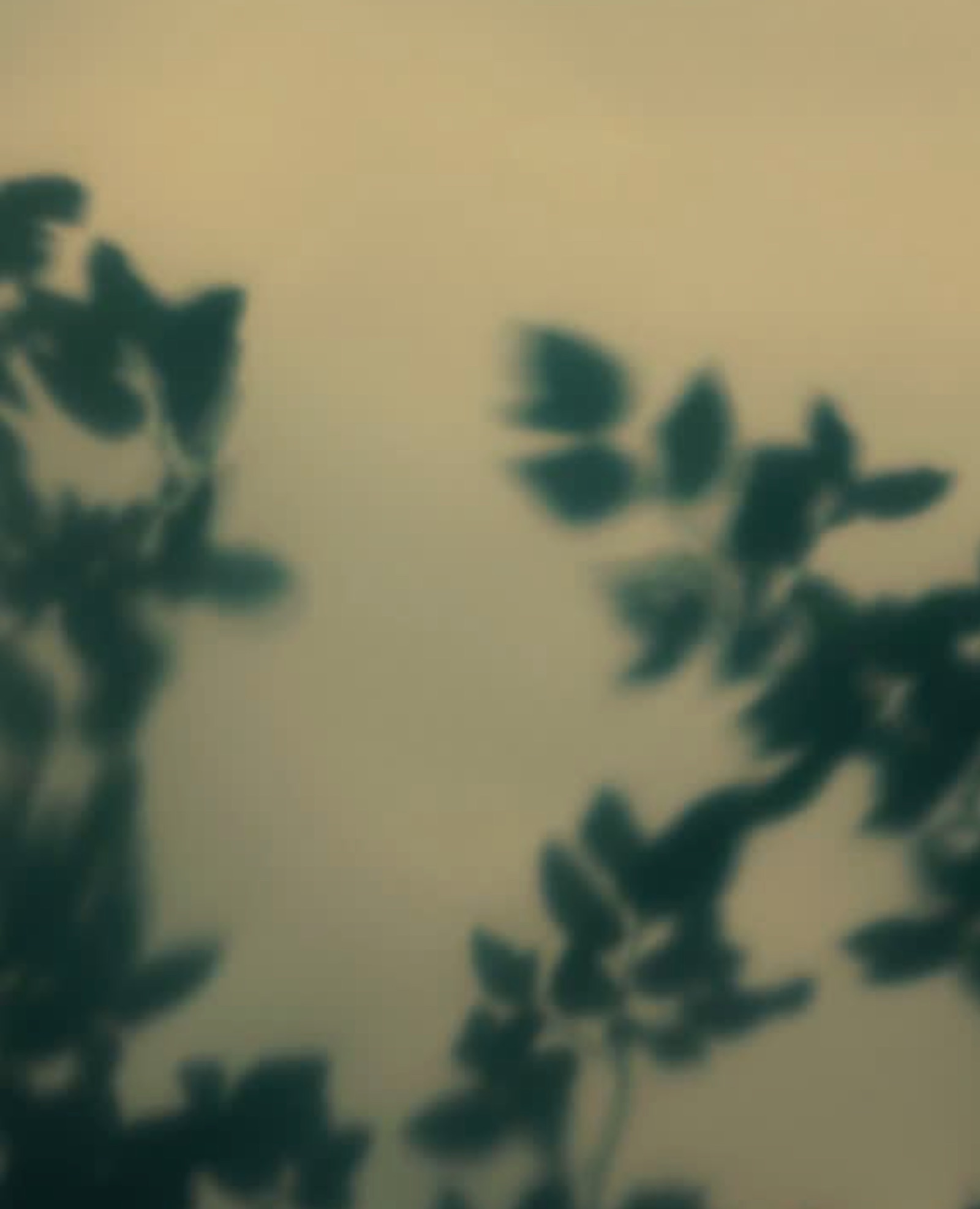 Soft leaf shadows